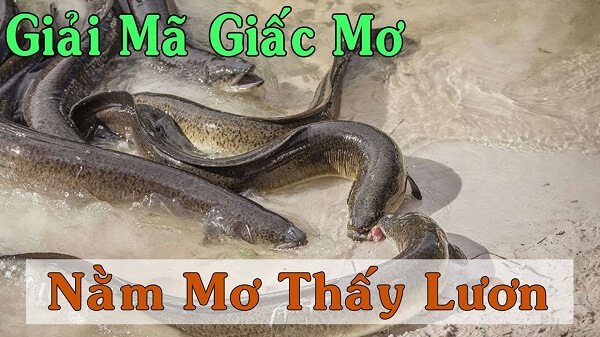 Ý nghĩa giấc mơ thấy lươn