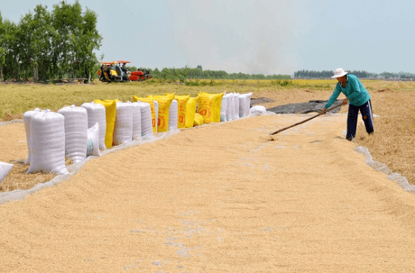 Mơ thấy lúa đánh con gì, số mấy?