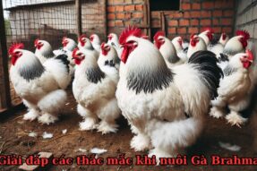 Mê mẩn ông hoàng gà Brahma với năng suất cao và dễ nuôi