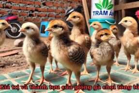 Hành trình vươn tới đỉnh cao vinh quang của gà chọi tông tử